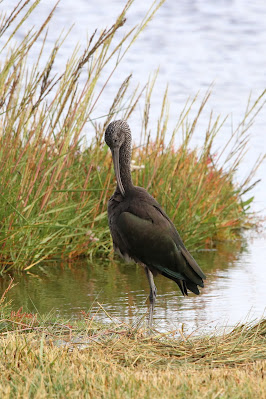 Wylpreager - Zwarte Ibis - Plegadis falcinellus