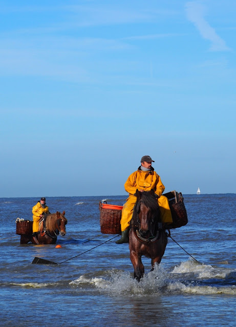 Koksijde, oostduinkerke, navigo visserijmuseum, paardenvissers, dierendonck, restaurant carcasse, hendrik dierendonck, abdijmuseum ten duinen, bier, abdijbieren, garnalen, foodies, unesco werelderfgoed, gastronomie aan de Belgische kust, westhoek,