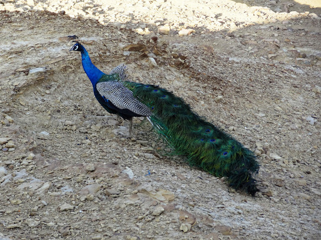 Peacock at Khaba Fort - Jaisalmer, Rajasthan - Pick, Pack, Go