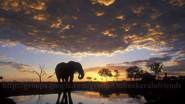 Elephant Silhouetted at Sunset