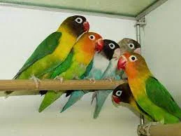 Love Bird Pictures - Love Bird Price - Love Bird Food List - love bird pakhi - NeotericIT.com