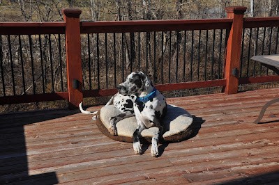 Remi the black and white Great Dane, laying on his dog bed on the back deck, looking toward the fence.