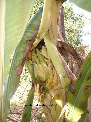 pokok pisang mengandung @ isuhangat