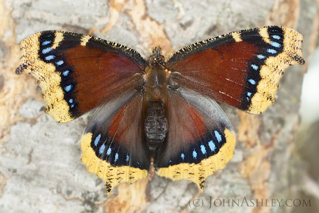 Mourning Cloak (c) John Ashley