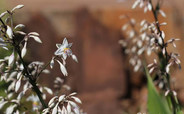 Arthropodium Cirratum Flowers Pictures