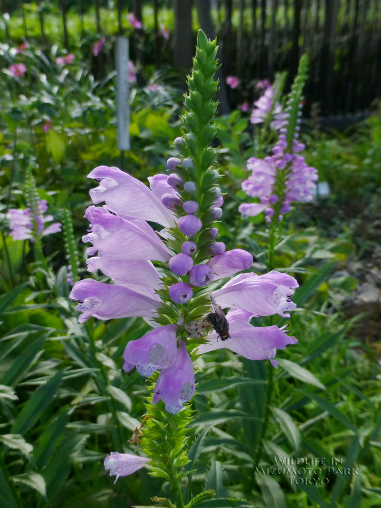 ハナトラノオ Obedient Plant 水元公園の生き物