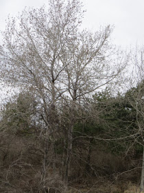 aspen tree with catkins