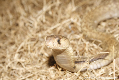 Picture of Indian Cobra