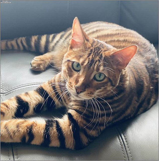 toyger cat