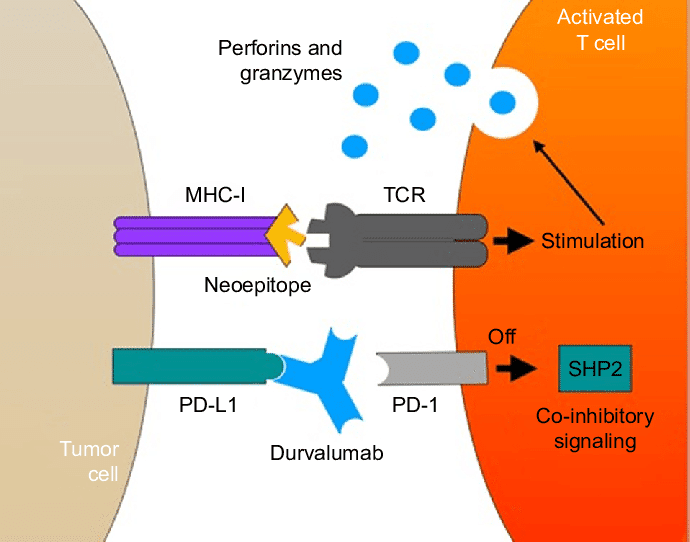 DURVALUMAB