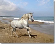 horses(9)