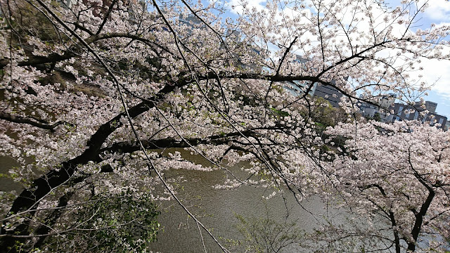 image   cherry blossoms    ヨシノサクラ  飯田橋
