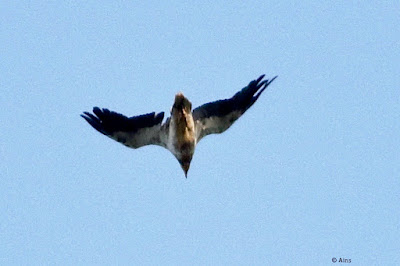 Egyptian Vulture