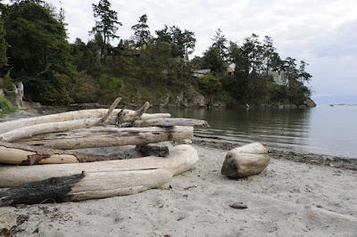 Beach with logs