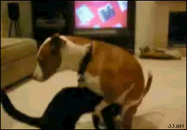 DogHumpsCatsHead