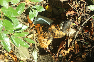 Chicken sunbathing in a chicken saddle - apron