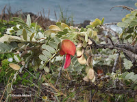 Ohai red flower - Kaena Point Natural Area Reserve, Oahu, HI