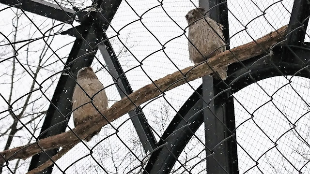 北海道 旭川 旭山動物園