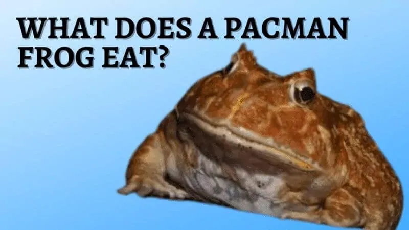 What does a Pacman frog Eat