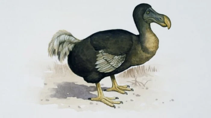 Dodo