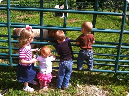 Miniature Horse at KD Stables near Lee, ME