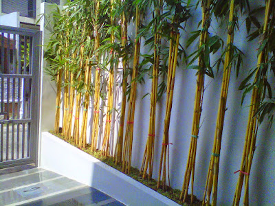 Manfaat bambu kuning
