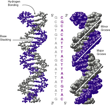 dna structure Watson dan Crick sang penemu struktur DNA (1)