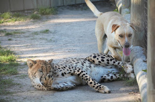 Conoce a Kumbali y Kago: Una Encantadora e Inesperada Amistad entre Animales