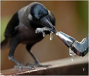 crowpic
