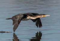 Birds in Flight with Canon EOS 70D: White-Breasted Cormorant