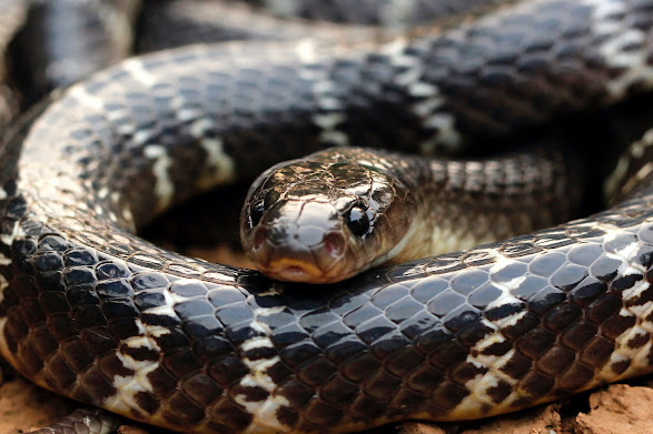 Indian Krait