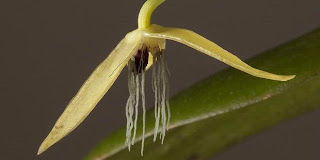 Bulbophyllum nocturnum, Anggrek Yang Hanya Mekar Semalam