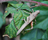 Langosta egipcia o mediterranea (Anacridium aegyptium)