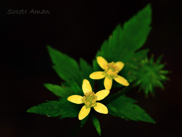 Ranunculus silerifolius