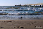 Padre Island (padre island seagull waveswmk)