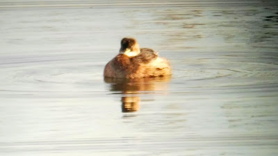 Zampullín chico, Trachybaptus ruficollis, Laguna del Raso, grupos reducidos, sostenibilidad, turismo sostenible, bajo impacto, caminos publicos, transporte público, salida de observación, excursiones aitor, fauna Madrid, Jarama, Parque Natural del Sureste, Parque Regional en torno a los ejes de los cursos bajos de los ríos Manzanares y Jarama, conoceris, ruta guiada, aves invernantes, Jarama, Velilla de San Antonio, 24 de enero,