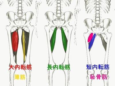 [10000ダウンロード済み√] ���関節　英語 289207-股関節 ���語で