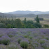 SIERRAS Y CAMPOS DE LAVANDA, UNA ESCAPADA INOLVIDABLE AL SUDOESTE BONAERENSE