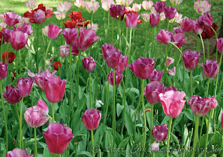 lalele tulip tulpen tulipa