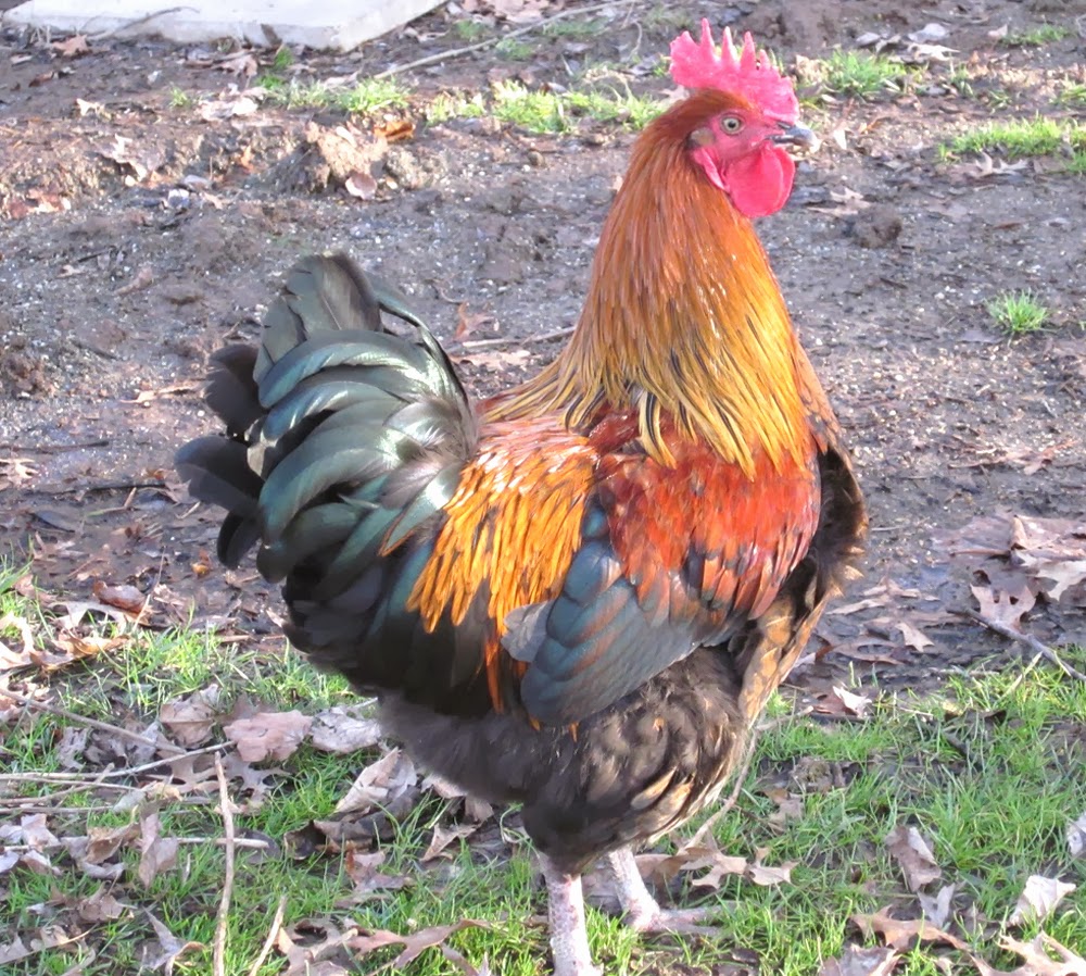 raising roosters, keeping roosters with laying hens, how to keep ...