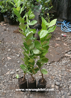 bibit-bibit buah unggul, Bibit-Bibit Jeruk Unggul, bibit jeruk lemon tea unggul, jeruk lemon tea , budidaya jeruk lemon tea