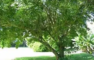 molave tree