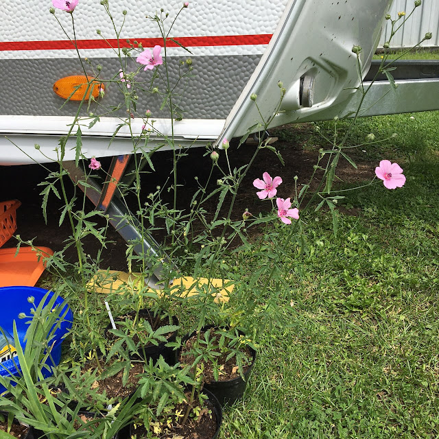 Hennepstokroos, Althaea cannabina,