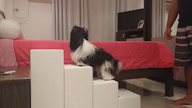 escadas para cães com lesão