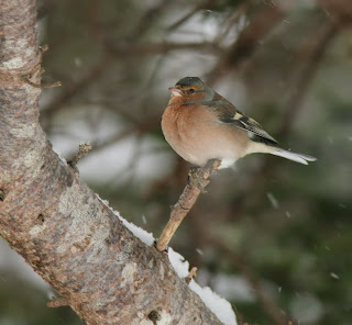 Common Chaffinch in Newfoundland