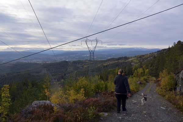 Store røstjern Ringkollen