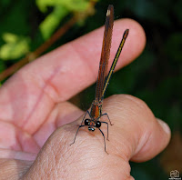 El caballito del diablo de alas negras.