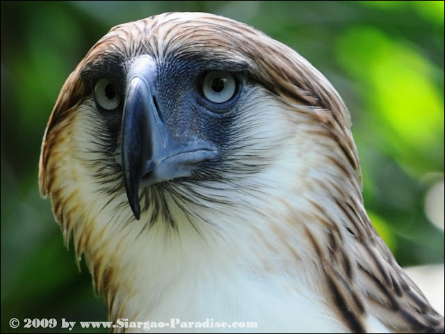 Let's Draw Endangered Species! : ): Philippine Eagle