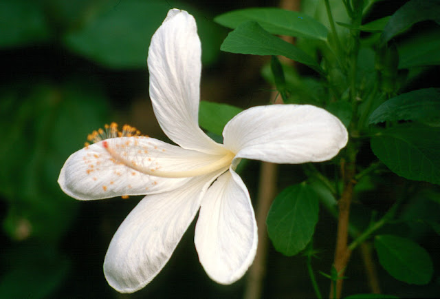 Hasil gambar untuk Hibiscus arnottianus