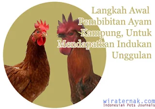 pembibitan ayam kampung